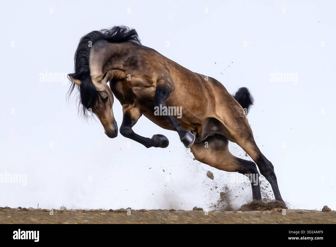 Das andalusische Pura Raza Espaola (Pura Raza Espaola) ist eine alte Rasse von der iberischen Halbinsel in Spanien und eng mit dem Lusitano verwandt. Stockfoto