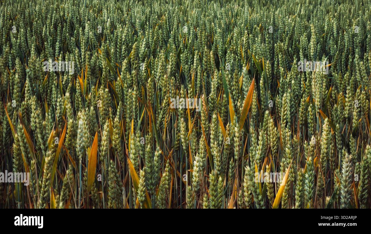 Nahaufnahme von grünen Weizenohren, die auf dem Feld unter natürlichem Licht wachsen - Smartphone-aufgenommenes Stockfoto