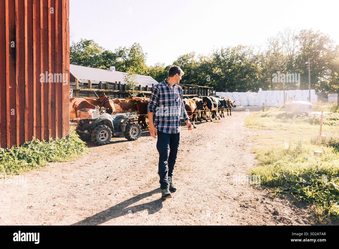 Die ganze Länge des Landarbeiters, der beim Hüten von Rindern im Betrieb über die Schulter schaut Stockfoto