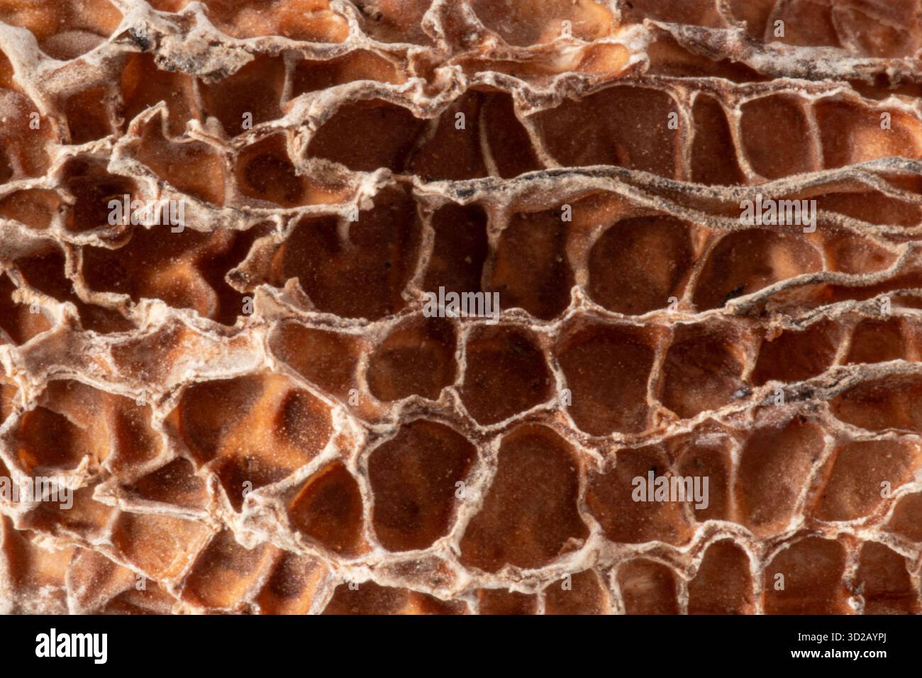 Nahtextur eines getrockneten Morchelpilzes auf weißem Hintergrund Stockfoto