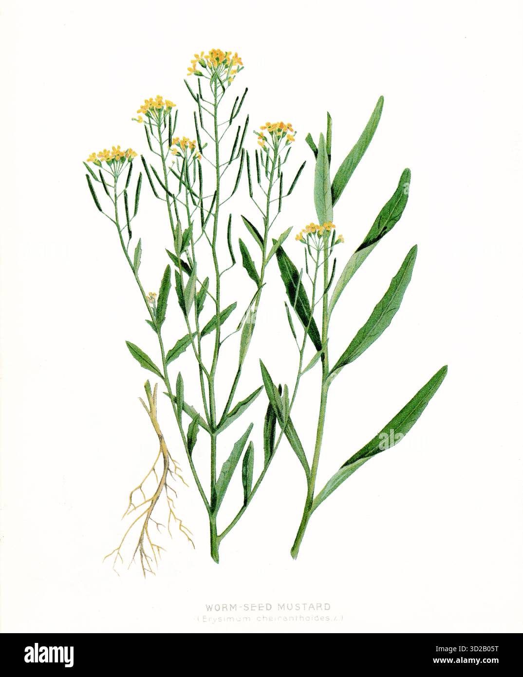 Antike Illustration von Erysimum cheiranthoides oder allgemein bekannt als Wurmsenf. Veröffentlicht in Farm Weeds of Canada im Jahr 1906. Stockfoto