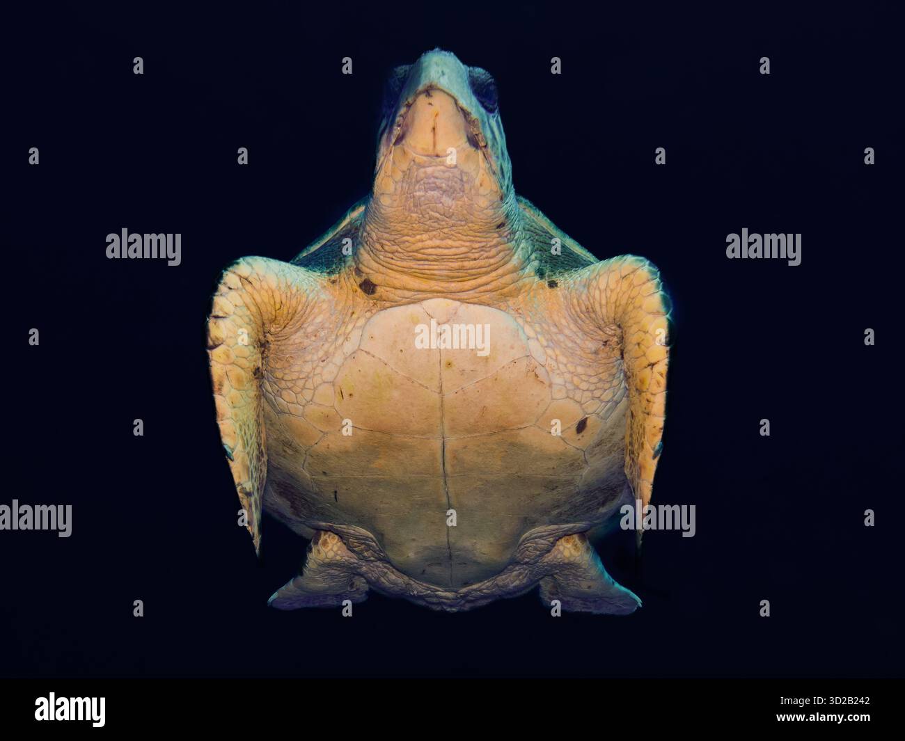 Karettschildkröte in der Nacht Stockfoto