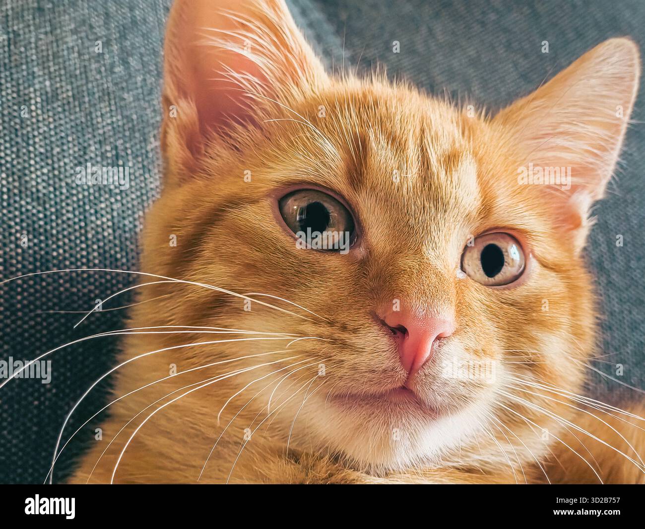 Porträt einer Ingwerkatze, die in die Kamera schaut, isoliert auf Grau. Große Augen, rosa Nase, positiver Blick. Flauschiger Ingwerfreund. Niedliches Haustier. Werbung für Haustierprofis Stockfoto