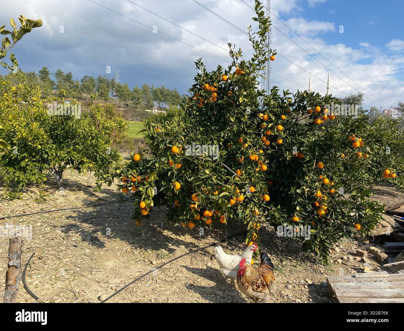 Eine ländliche Szene mit einem großen, gesunden Orangenbaum voller reifer Orangen. Stockfoto