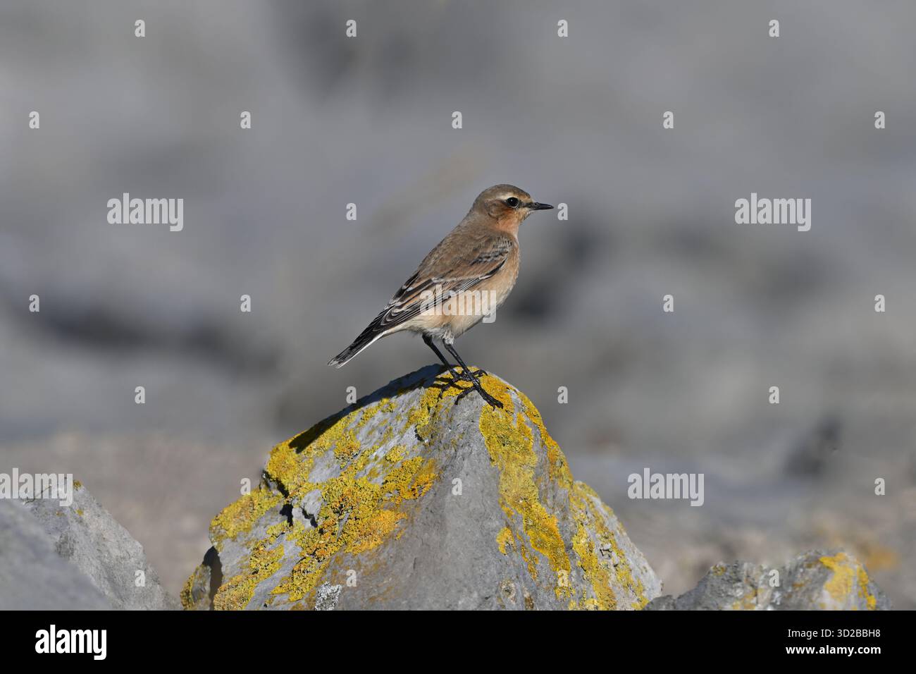 Wheatear, Oenanthe oenanthe, thront auf einem Flechtenfelsen im britischen September Stockfoto
