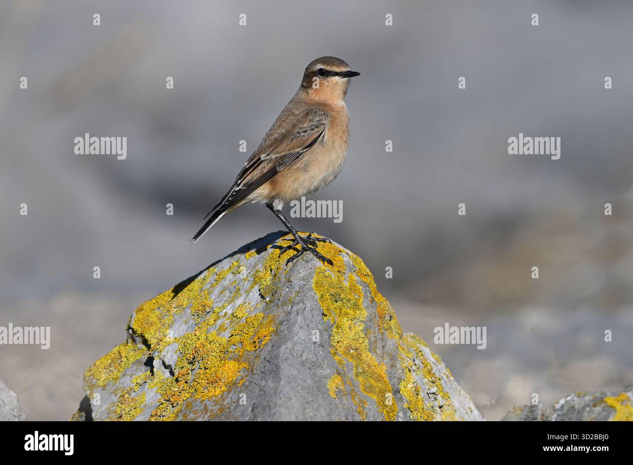 Wheatear, Oenanthe oenanthe, thront auf einem Flechtenfelsen im britischen September Stockfoto