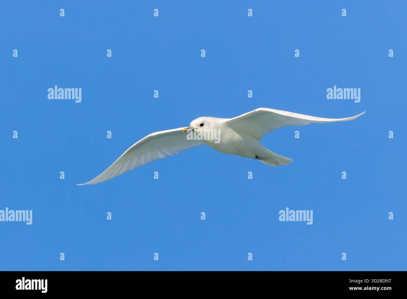Elfenbeinmöwe (Pagophila eburnea / Larus eburneus) fliegt gegen den blauen Himmel entlang der Küste von Svalbard / Spitzbergen, Norwegen Stockfoto