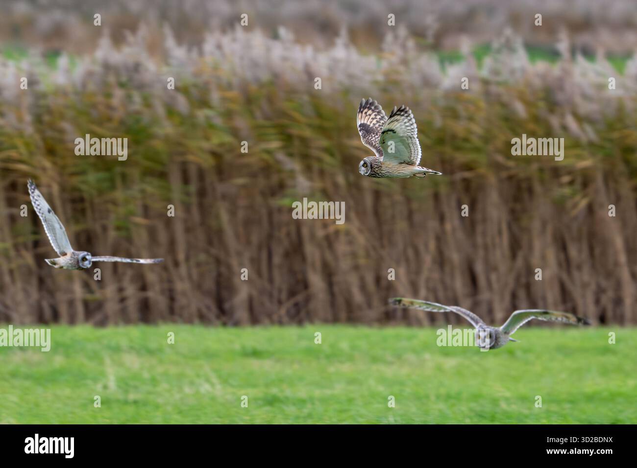 Drei fliegende Kurzohr-Eulen (Asio flammeus) jagen in der Abenddämmerung über die Wiese entlang des Schilfbeckens Stockfoto