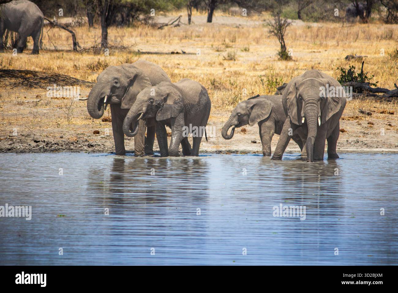 Eine Herde afrikanischer Elefanten trinkt Wasser in einem See im Tarangire-Nationalpark, Kwa Kuchinia, Tansania Stockfoto