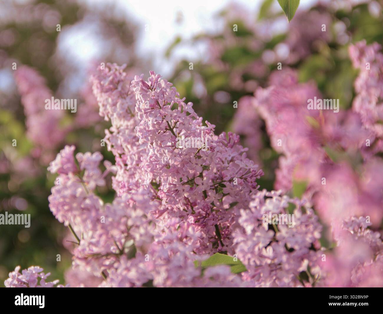 Nahaufnahme von Pink and Purple Lilac Bush Branches in Bloom Stockfoto