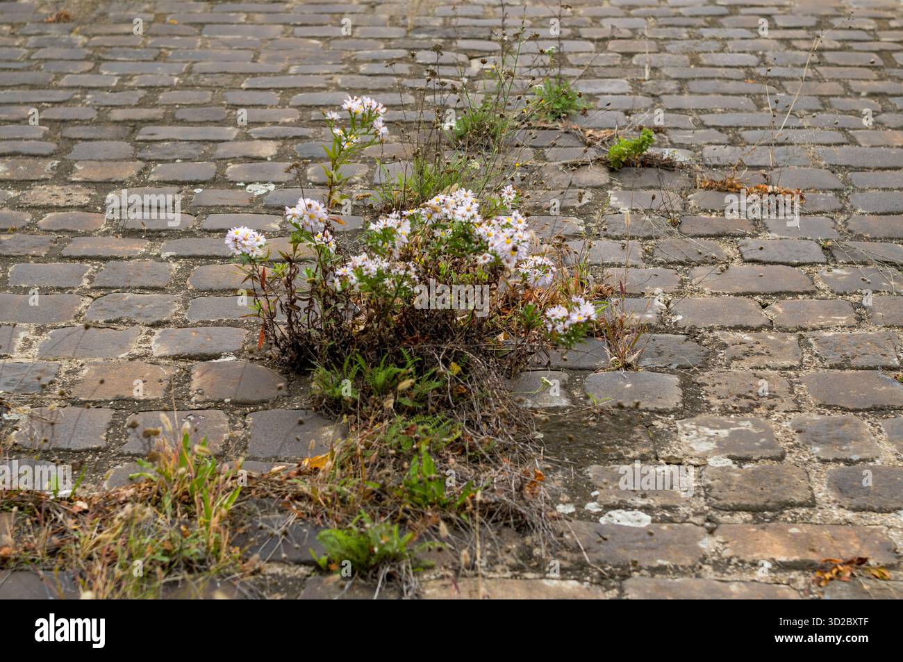 Das Leben findet einen Weg: Wildblumen und Unkraut ziehen durch die Risse eines alten Ziegelpfades und zeigen die Widerstandsfähigkeit und Entschlossenheit der Natur, in un zu gedeihen Stockfoto