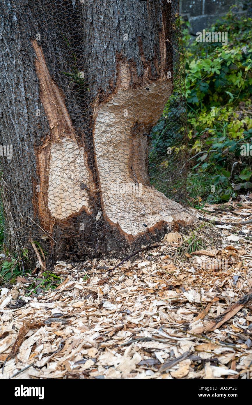 Angefressene bltter -Fotos und -Bildmaterial in hoher Auflsung  Alamy