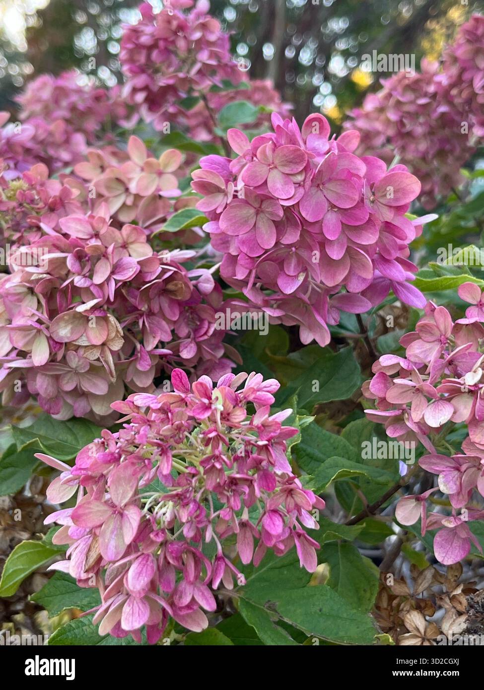 Ein Blumenstrauß aus Rosen und Hortensien in Rosa- und Violetttönen - Smartphone-aufgenommenes Stockfoto