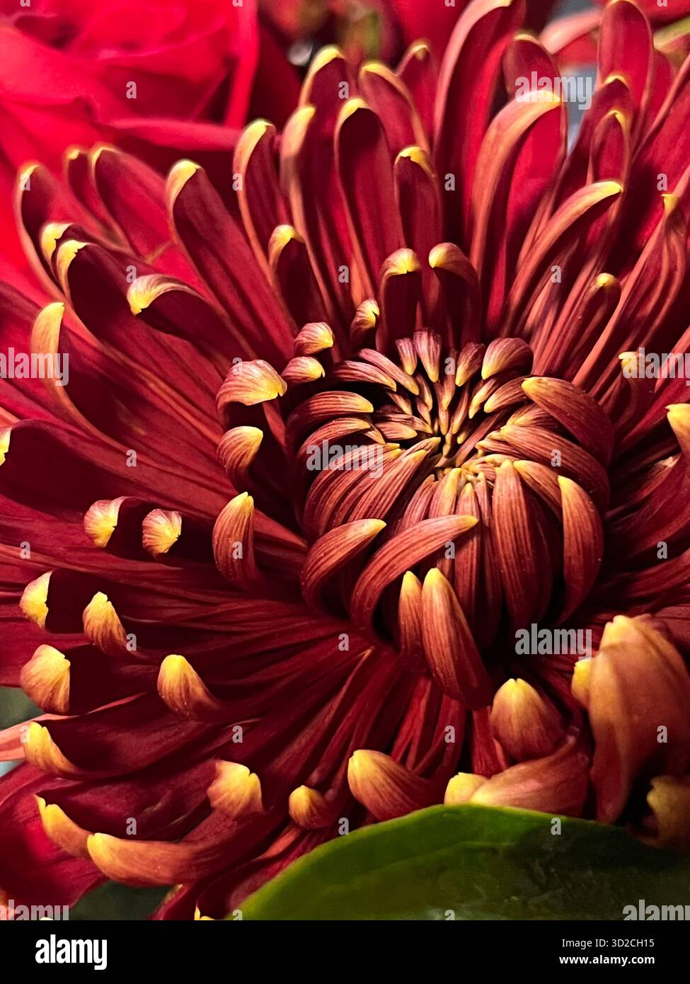 Ein Blumenstrauß aus Rosen und Hortensien in Rosa- und Violetttönen - Smartphone-aufgenommenes Stockfoto