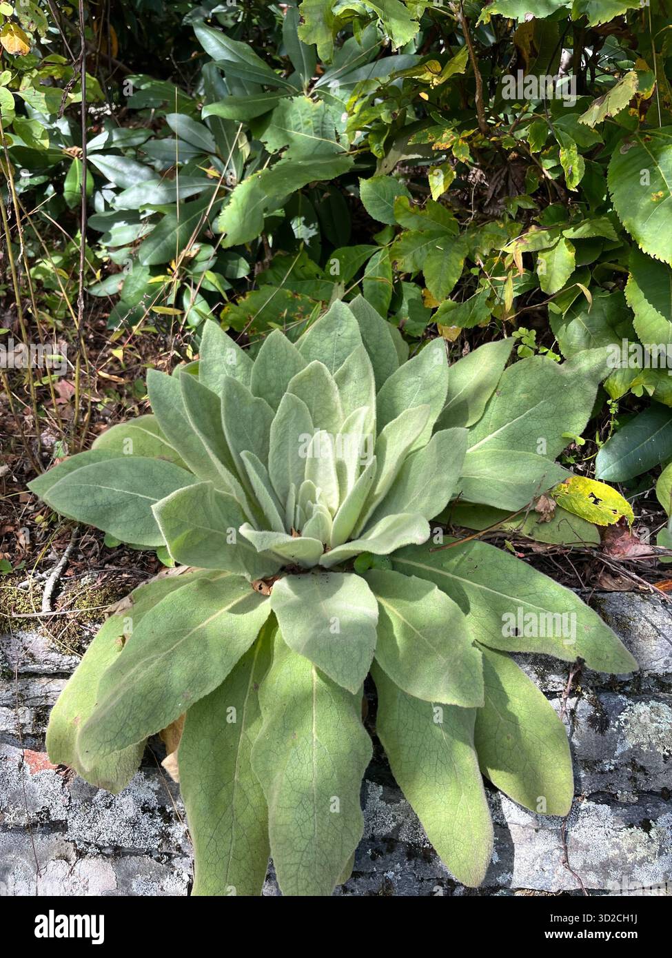Ein Blumenstrauß aus Rosen und Hortensien in Rosa- und Violetttönen - Smartphone-aufgenommenes Stockfoto