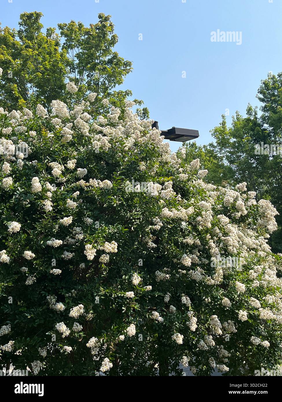 Ein Blumenstrauß aus Rosen und Hortensien in Rosa- und Violetttönen - Smartphone-aufgenommenes Stockfoto
