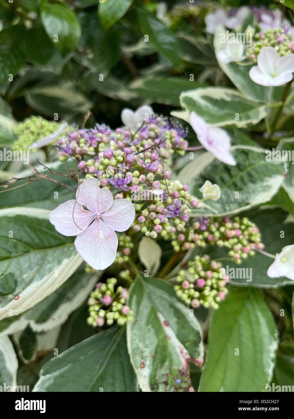 Ein Blumenstrauß aus Rosen und Hortensien in Rosa- und Violetttönen - Smartphone-aufgenommenes Stockfoto