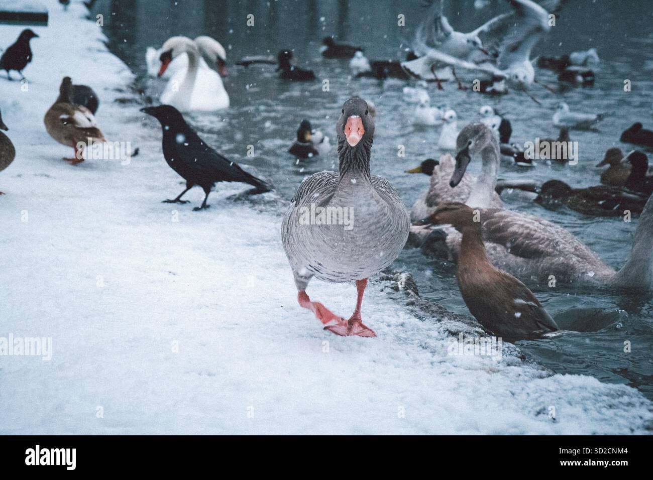 Toulouse Gans, die an einem schneebedeckten Seeufer zur Kamera laufen, umgeben von vielen Vögeln. Weicher Schneefall, friedliche kalte Jahreszeit im Stadtpark. Stockfoto