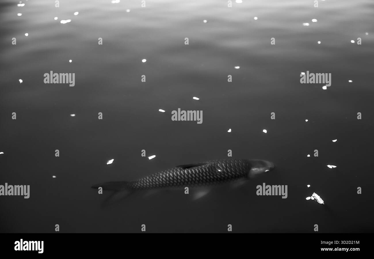Schwarz-weiß-Bild eines großen Fisches im Wasser und weiße Blätter, die auf der Wasseroberfläche schwimmen, es gibt Platz für Text. Stockfoto
