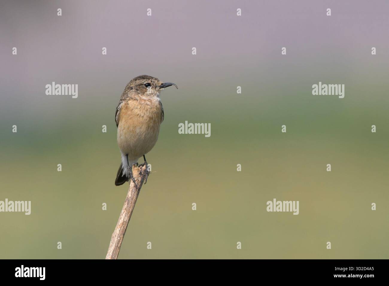 Sibirischer Stonechat in Bhigwan in Maharashtra, Indien Stockfoto