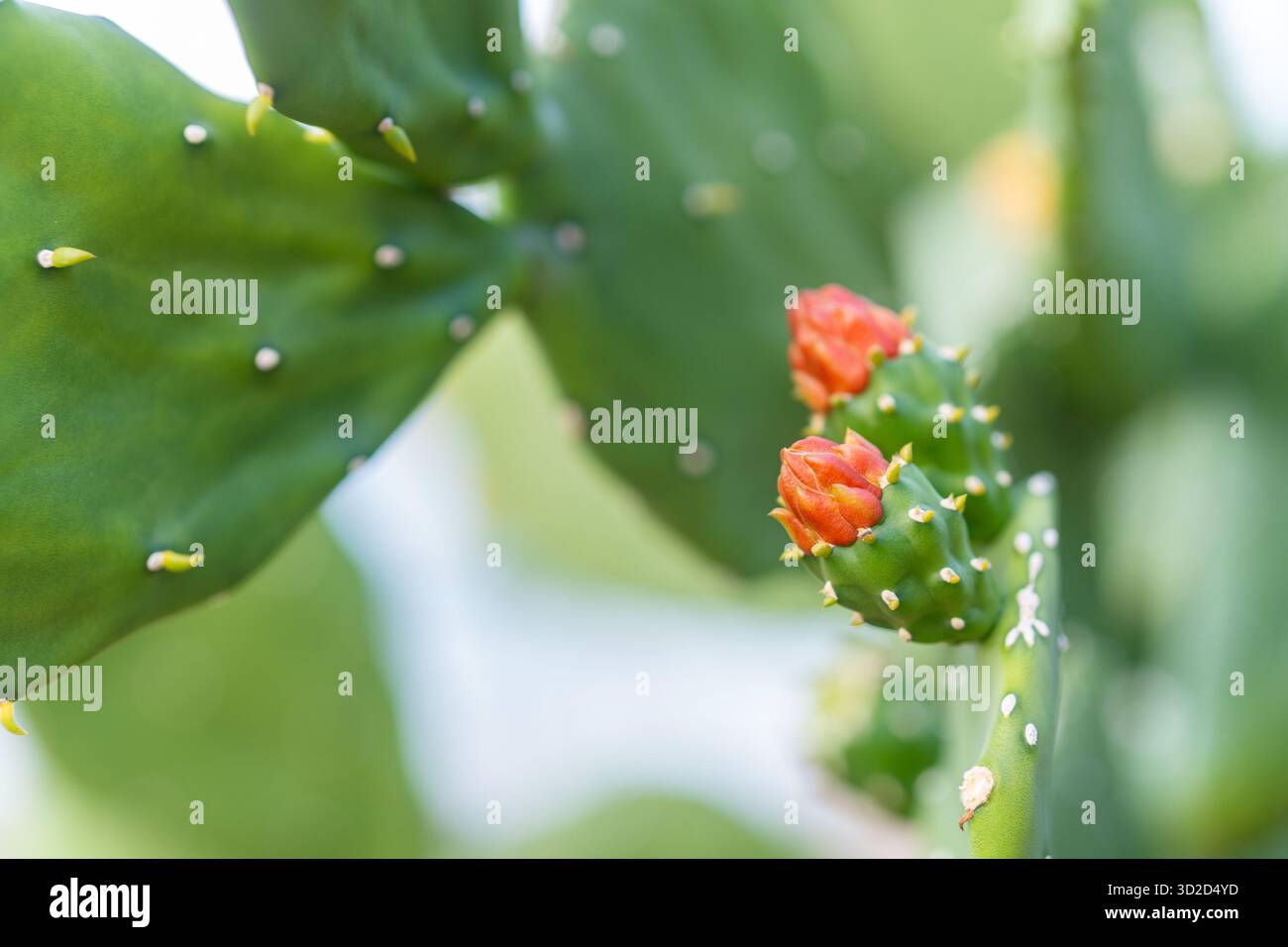 Eine Makroaufnahme von orangen Blütenknospen auf einem Kaktuskaktus (Opuntia). Die grünen Pads und ein weicher Bokeh-Hintergrund heben neues Wachstum hervor. Stockfoto