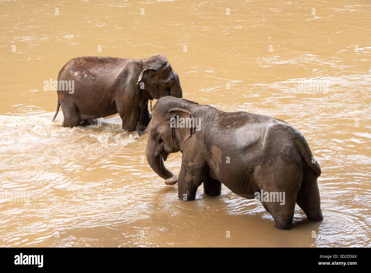 Selektive fokussierte asiatische Elefanten in einem trüben braunen Fluss. Stockfoto