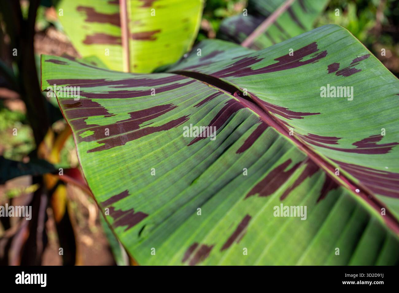 Selektiver Fokus, Musa sumatrana (Roter Bananenbaum) Pflanze, die Musa sumatrana anbaut, zum Verkauf. Bananenbaum mit schönen Blättern. Stockfoto
