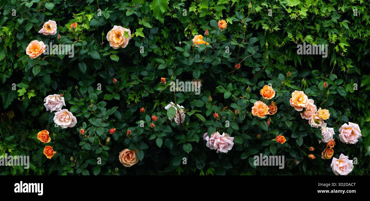 Rose „Royal Sunset“ Stockfoto