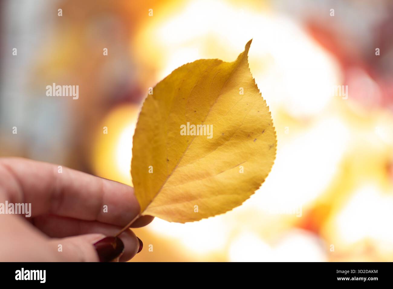 Eine intime Nahaufnahme eines wunderschönen gelben Blattes, das sanft in der Hand gehalten wird, betont die kleinen, aber tiefgreifenden Details, die in der Natur gefunden werden, und ruft einen Sinn hervor Stockfoto