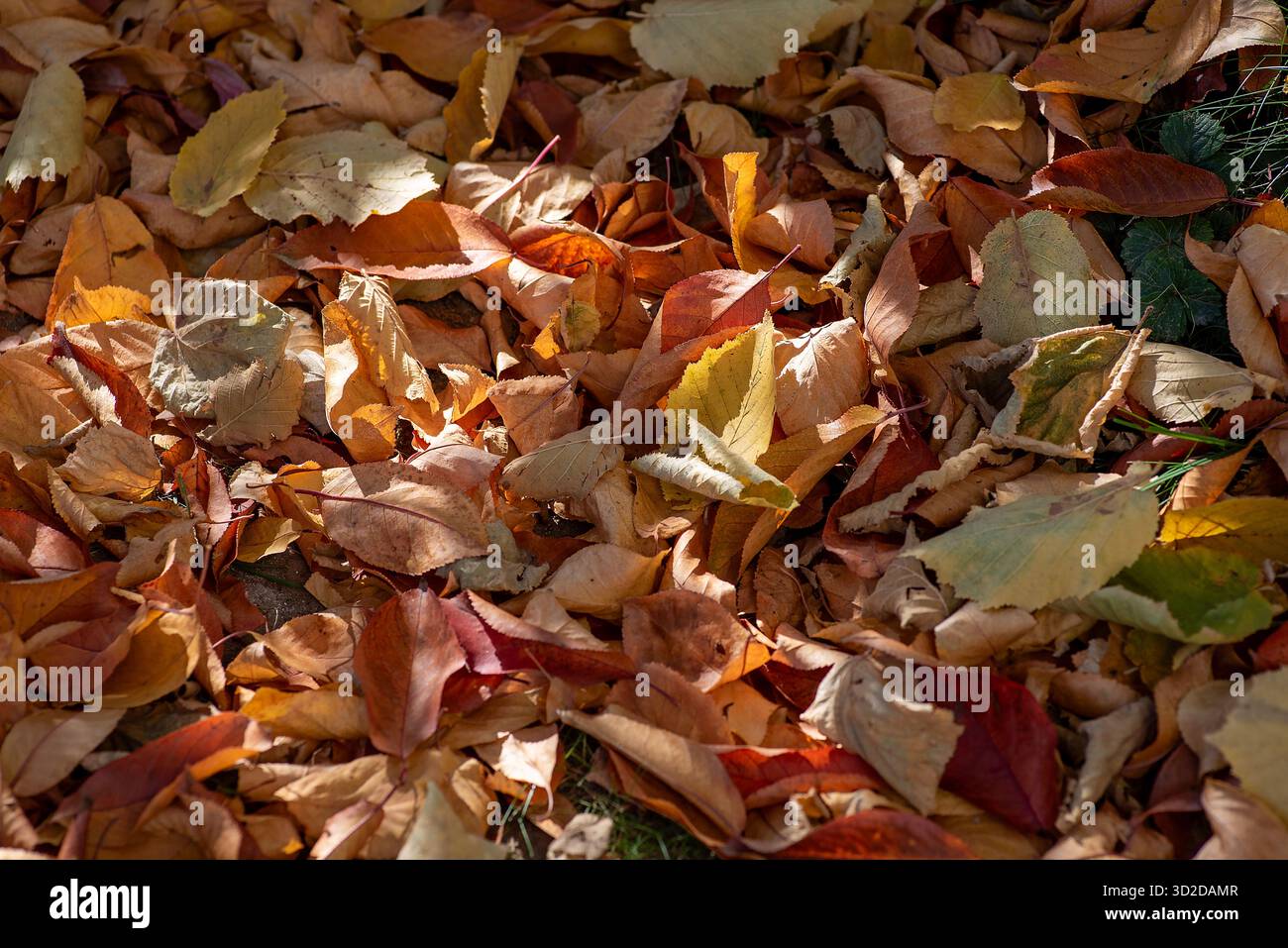 Ein fesselnder Blick auf einen weichen Teppich aus herbstlichen Blättern, die auf dem Boden verstreut sind und den saisonalen Wandel und die Schönheit der Natur darstellen Stockfoto