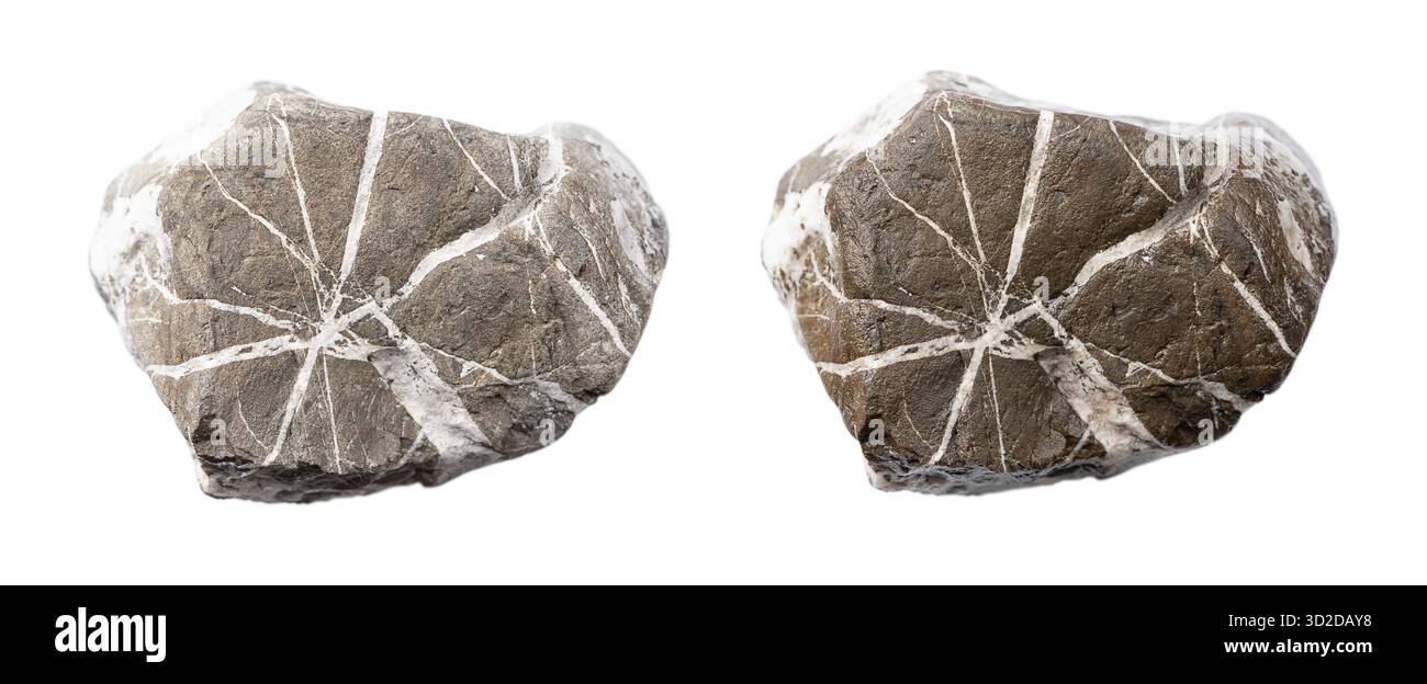 Vergleich von trockenem und nassem Stein, von oben isoliert über weiß. Gestein mit weißen Quarzadern, auch Wunschstein genannt. Stockfoto