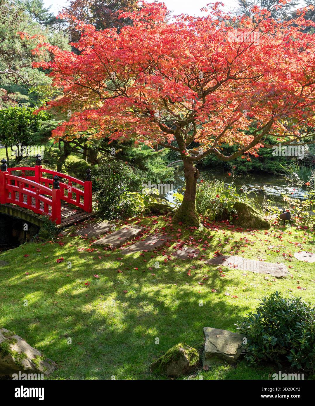 Herbstmaple Im Japanischen Garten In Cottered, Hertfordshire, England. Er gilt als einer der schönsten japanischen Gärten in Großbritannien. Stockfoto