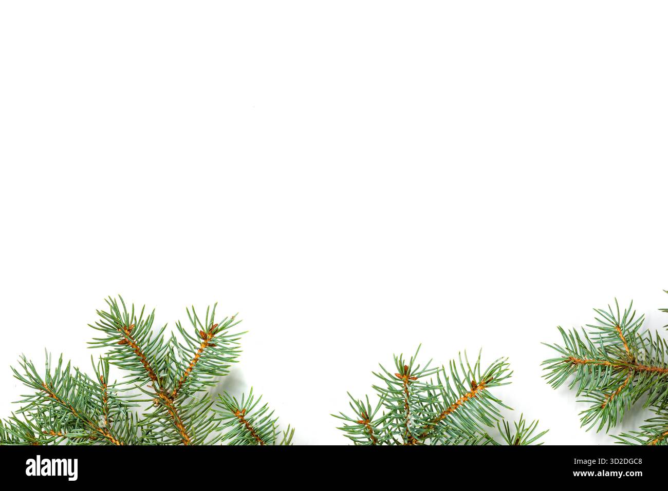 Minimalistische Winterkomposition mit Tannenzweigen am unteren Rand eines weißen Hintergrunds. Natürlich und frisch, ideal für moderne Weihnachtsthemen. Stockfoto