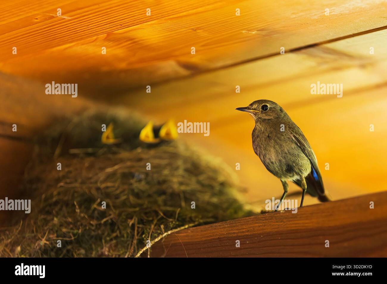 Weibliches schwarzes Rotstart (Phoenicurus ochruros), das vor einem Nest voller Kinder sitzt Stockfoto
