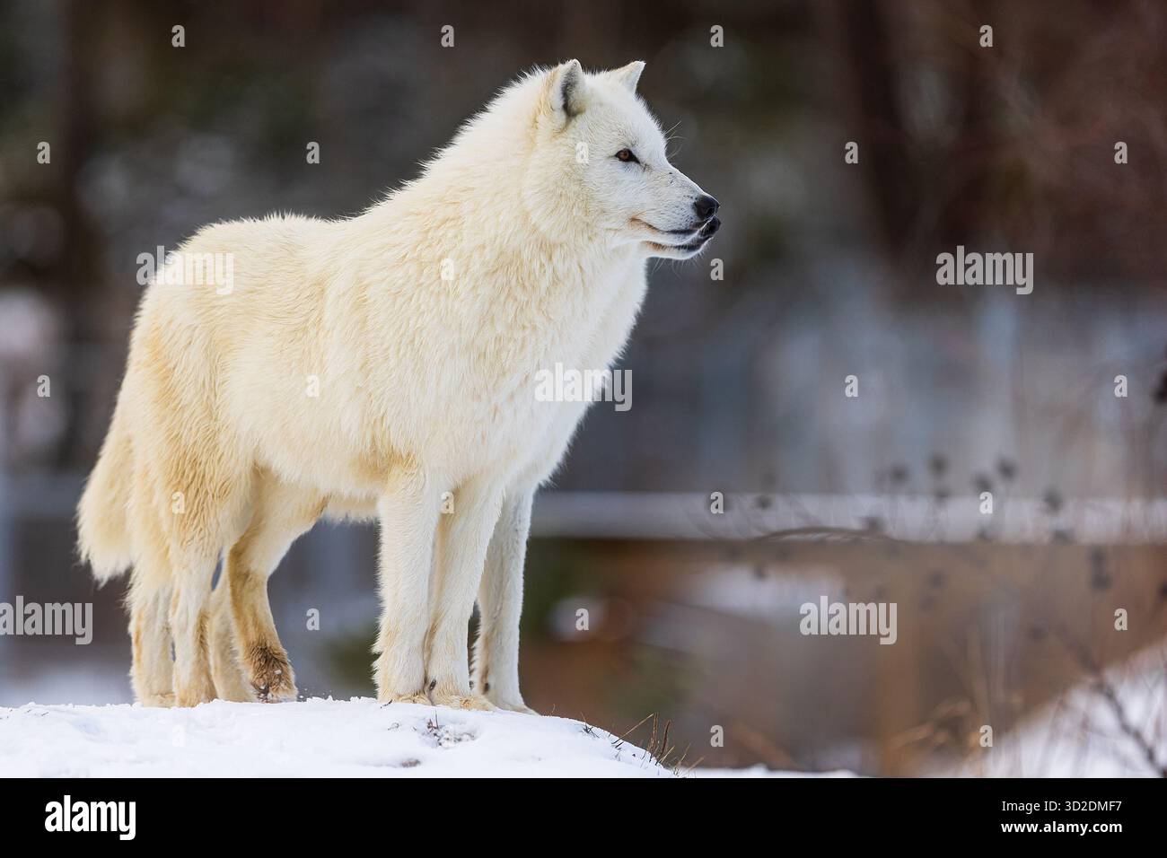 Männlicher Polarwolf (Canis Lupus arctos) zwei Männchen stehen hintereinander, es sieht so aus, als gäbe es nur einen Stockfoto