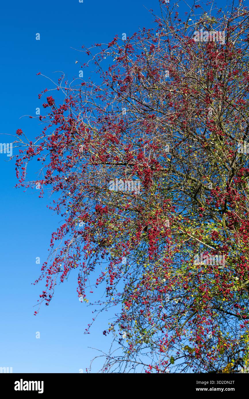 Tiefrote Weißdornbeeren vor einem blauen Herbsthimmel auf dem englischen Land. Stockfoto