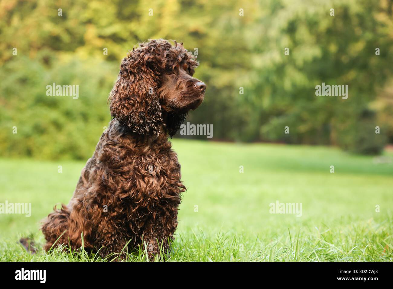 Wunderschöner irischer Wasserspaniel-Hund im Park. Leerzeichen für Text Stockfoto
