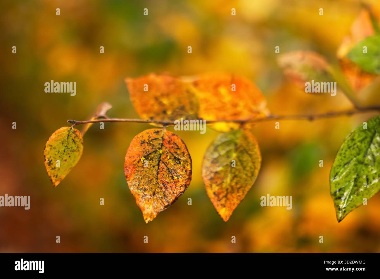 Die Herbstblätter von Cotoneaster lucidus zeigen leuchtende Farben. Die Blätter sind orange, gelb und grün und zeigen die Schönheit des Herbstblattes. Stockfoto