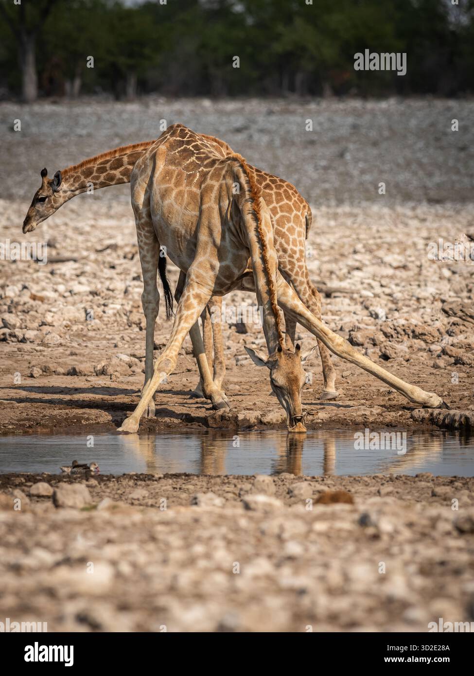 Giraffen im Etosha-Nationalpark, Namibia, SW-Afrika, Afrika Stockfoto