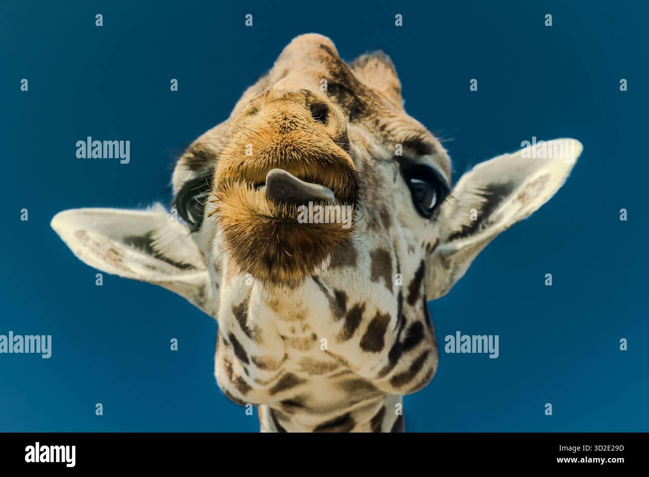 Eine riesige Giraffe, die den winzigen Fotografen im Etosha-Nationalpark in Namibia, Südafrika, Afrika neckt Stockfoto