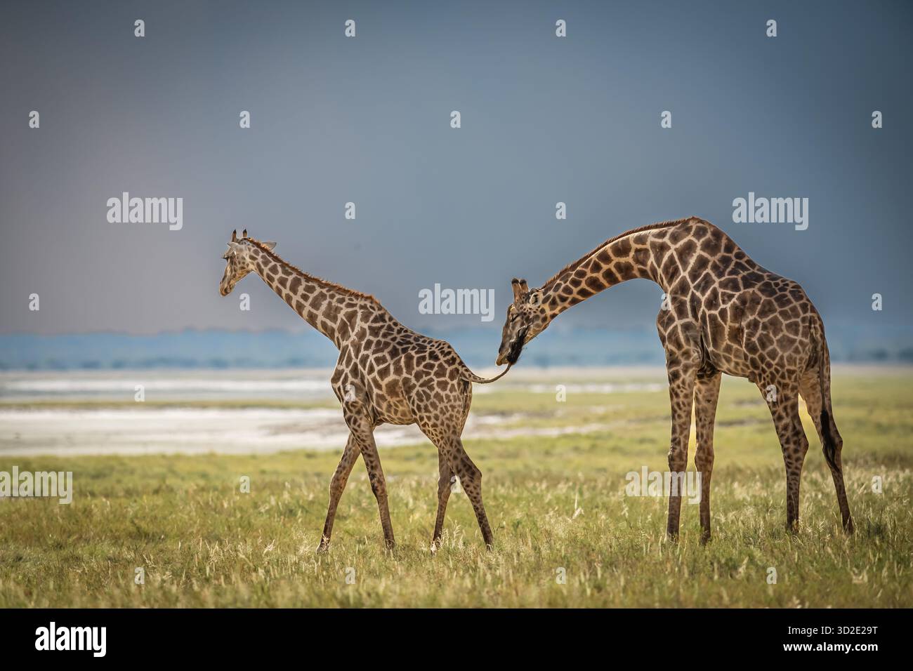 Eine männliche Giraffe, die seiner Frau im südlichen Afrika vordringt Stockfoto
