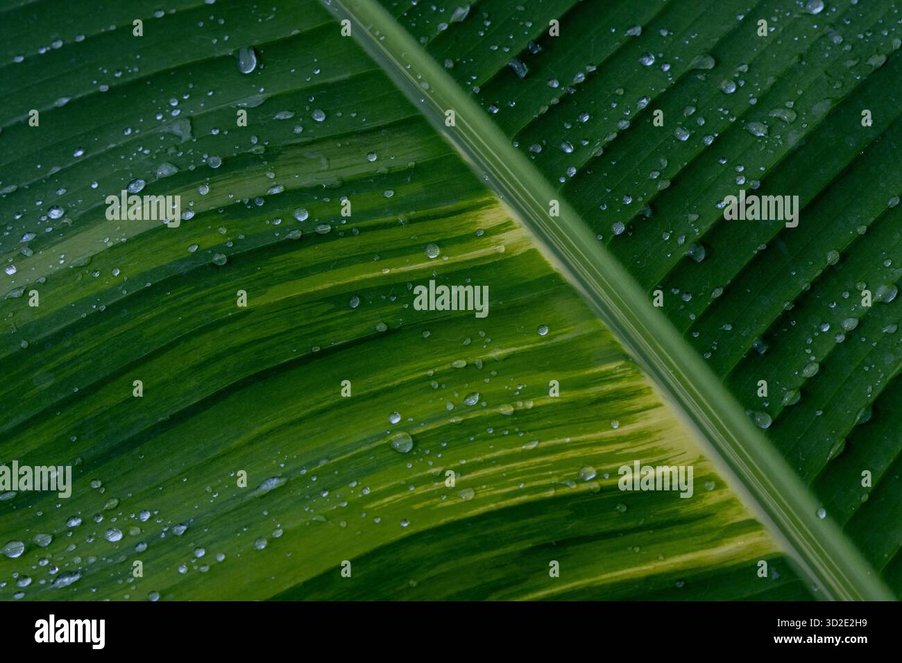 Hintergrund mit Bananenblattstruktur, Heliconaia striata und viele belebende Wassertropfen. Auf der Oberfläche der grünen und weißen Bananenblätter gibt es Stockfoto
