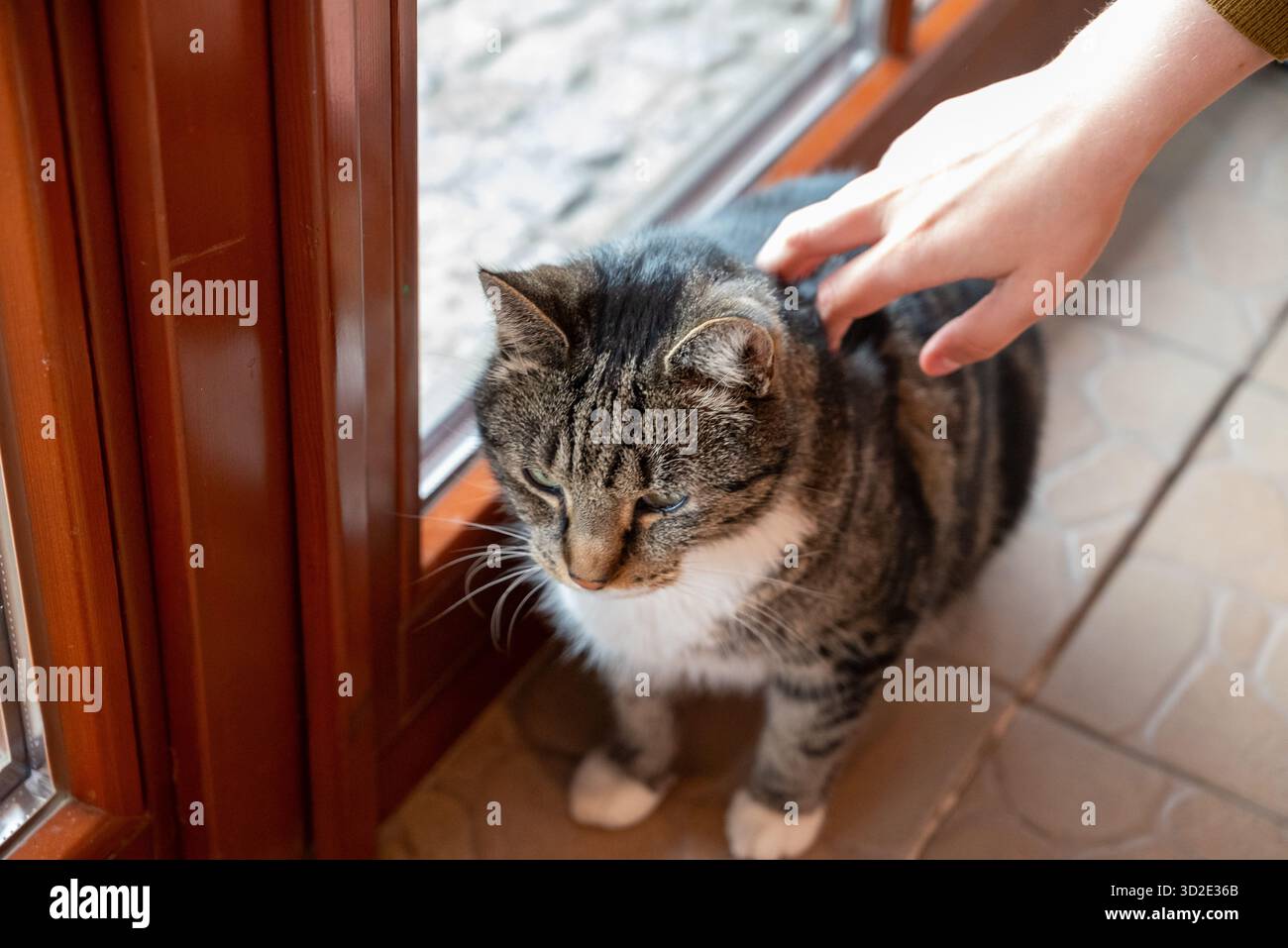Hand streichelt eine graue Katze an einem Fenster – Hochwinkelansicht Stockfoto
