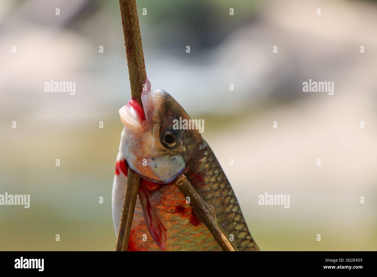 Fotografie, horizontal, Farbbild, Fische, draußen, Menschen, Angeln, Natur, eine Person, Nahaufnahme, Tier, Tag, Essen, Frische, keine Menschen, Holding, Stockfoto