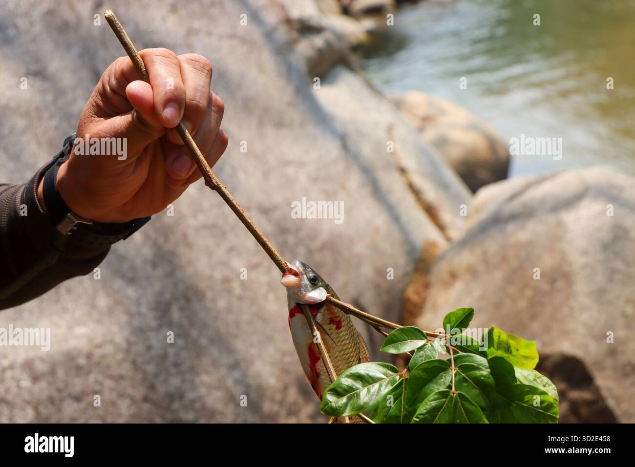 Fotografie, horizontal, Farbbild, Fische, draußen, Menschen, Angeln, Natur, eine Person, Nahaufnahme, Tier, Tag, Essen, Frische, keine Menschen, Holding, Stockfoto