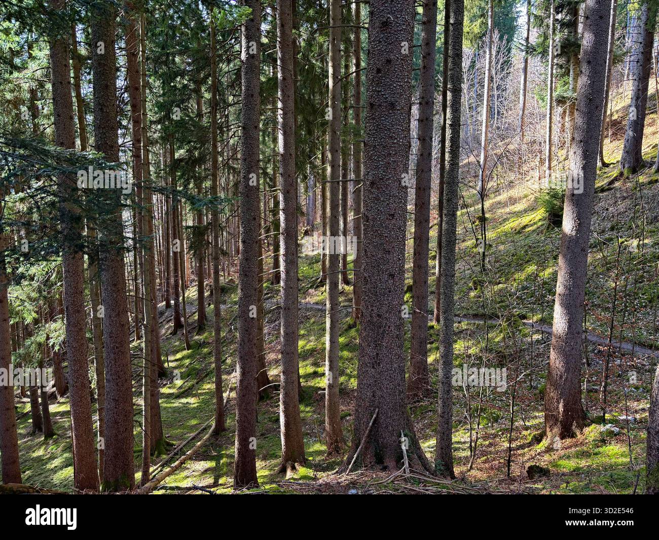 Verflecktes Sonnenlicht auf moosigem Waldboden in Bayern. - Smartphone-aufgenommenes Stockfoto
