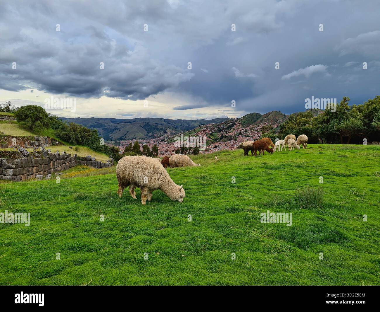Alpakas, die an den Ruinen von Sacsayhuamán weiden, mit Blick auf Cusco, Peru. - Smartphone-aufgenommenes Stockfoto