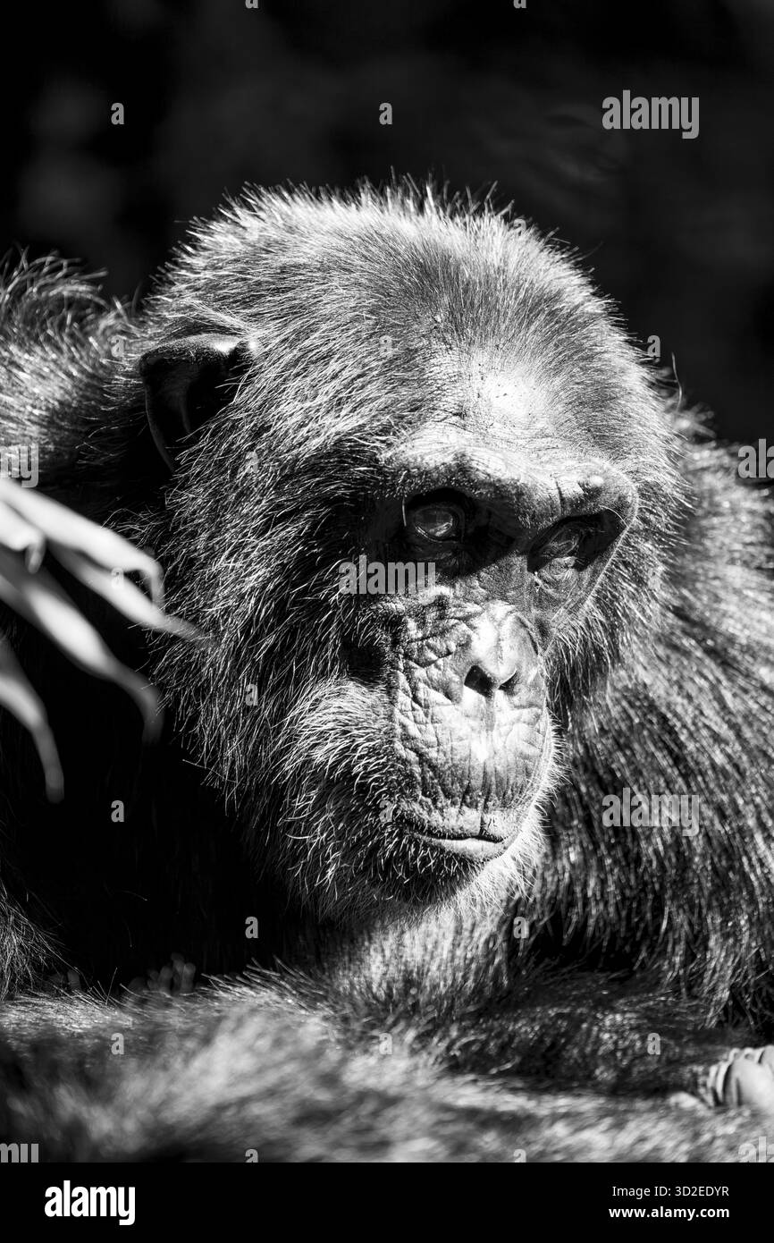 Schwarz-weißes Tierporträt, Schimpanse (Pan Troglodytes), erwachsener Mann im Dschungel, Kibale National Park, Uganda Stockfoto