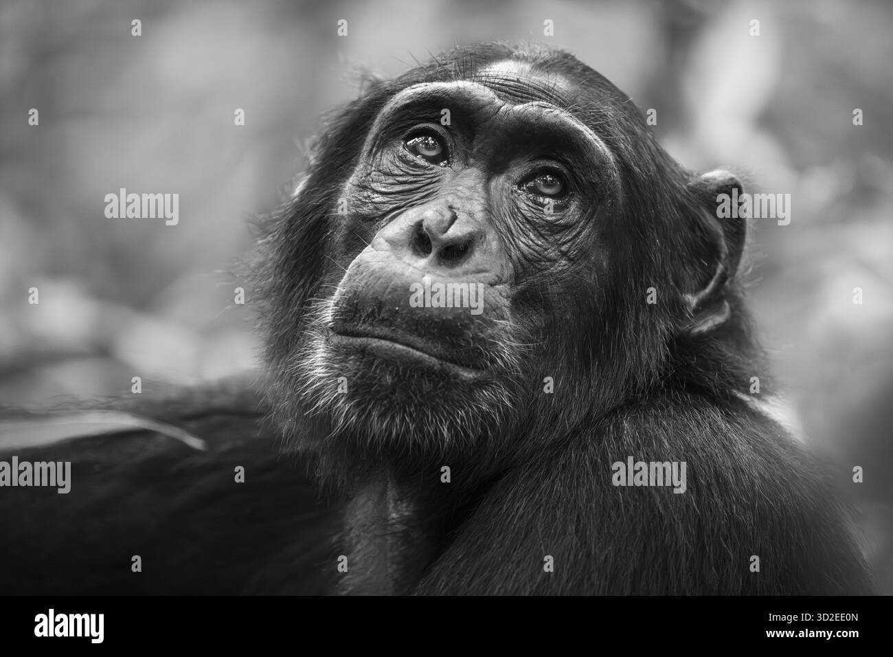 Schwarz-weißes Tierporträt, Schimpansen (Pan Troglodytes) sehnsüchtig, hoffnungsvoll, erwachsener Mann zwischen Blättern im Dschungel, Kibale National Par Stockfoto