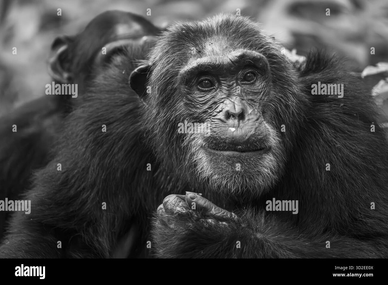 Schwarz-weißes Tierporträt, Schimpanse (Pan Troglodytes), erwachsener Mann unter Blättern im Dschungel, Kibale National Park, Uganda Stockfoto